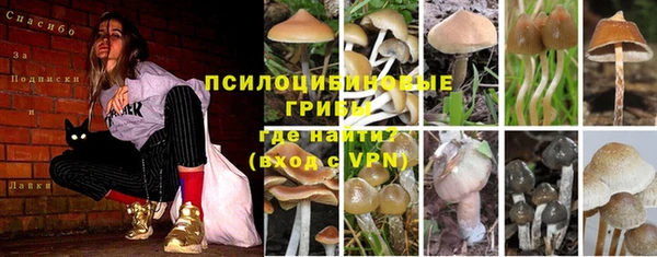 ПСИЛОЦИБИНОВЫЕ ГРИБЫ Кулебаки